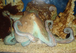 Octopus-768x539