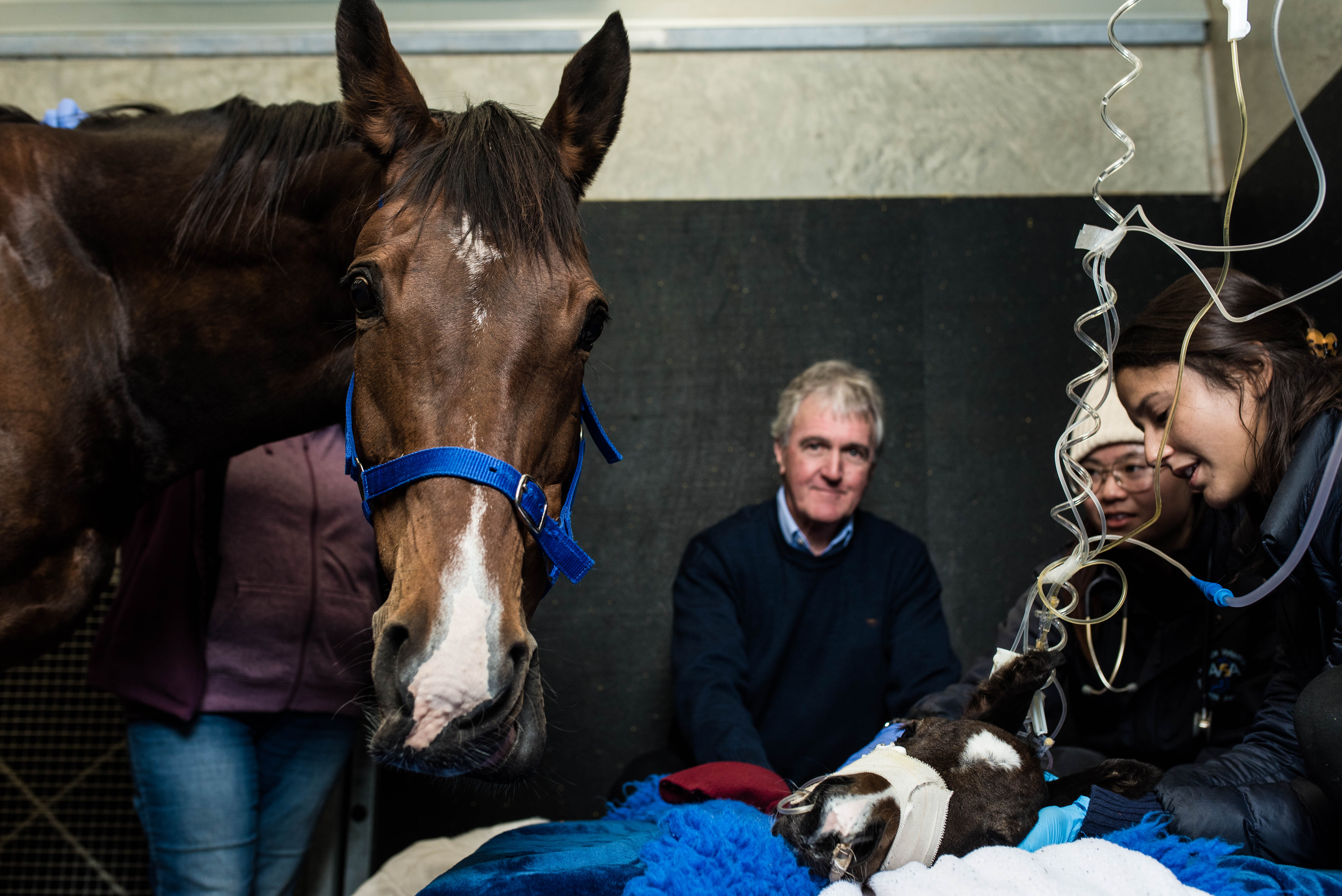Professor Wayne Hein with final year students Suria Fabbri (front) and Jing Khuu (back) at the Equine Health and Performance Centre