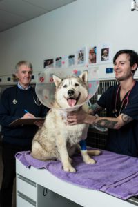 Dog receiving treatment from student and professor