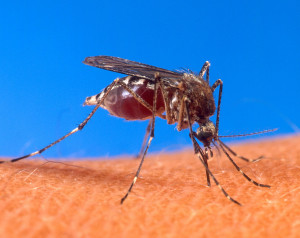 mosquito dengue fever