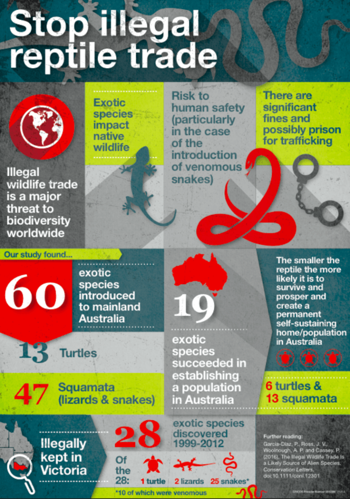 illegal reptile trade infographic