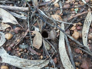 trapdoor spider burrow open