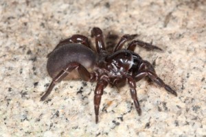 trapdoor spider female Eucyrtops