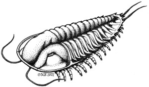 Trilobite species