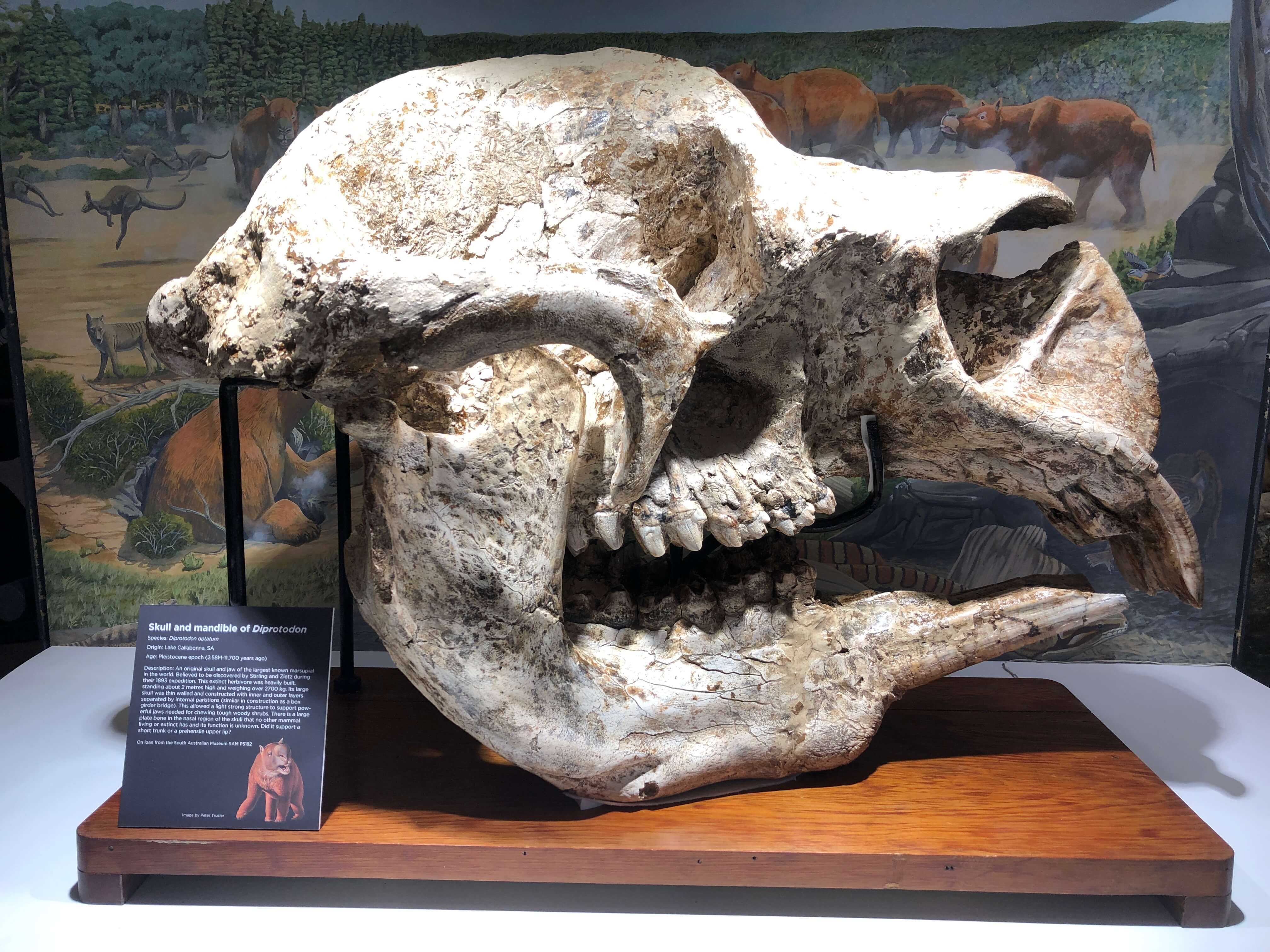 megafauna bone tales of arise