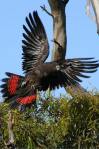 glossy black cockatoo kangaroo island
