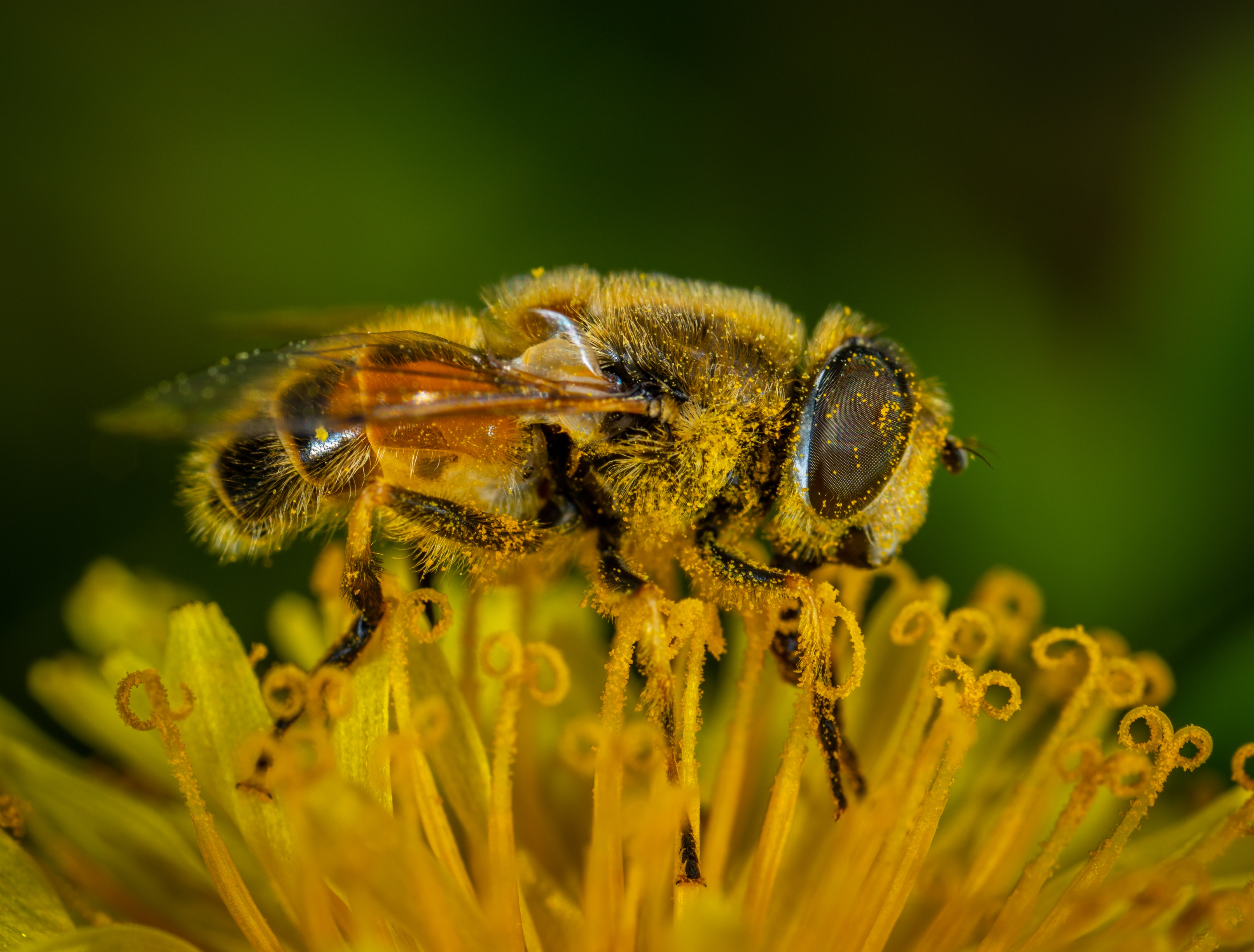Пыльца растений собранная пчелой