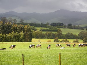 Australian dairy farms promising high potentials (Picture taken in Victoria)